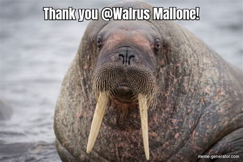 walrus mallone